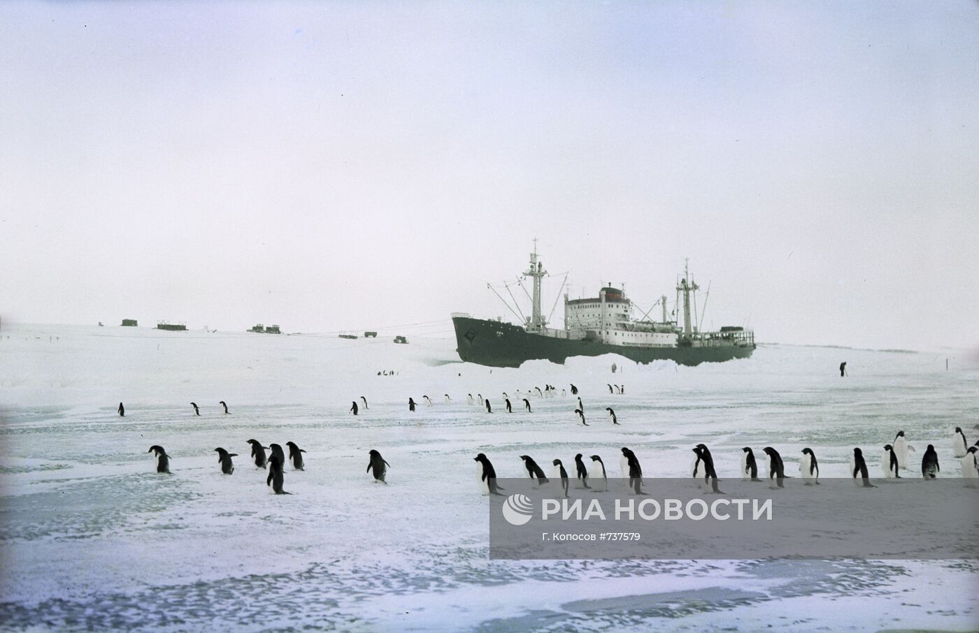 Дизель-электроход "Обь" и пингвины