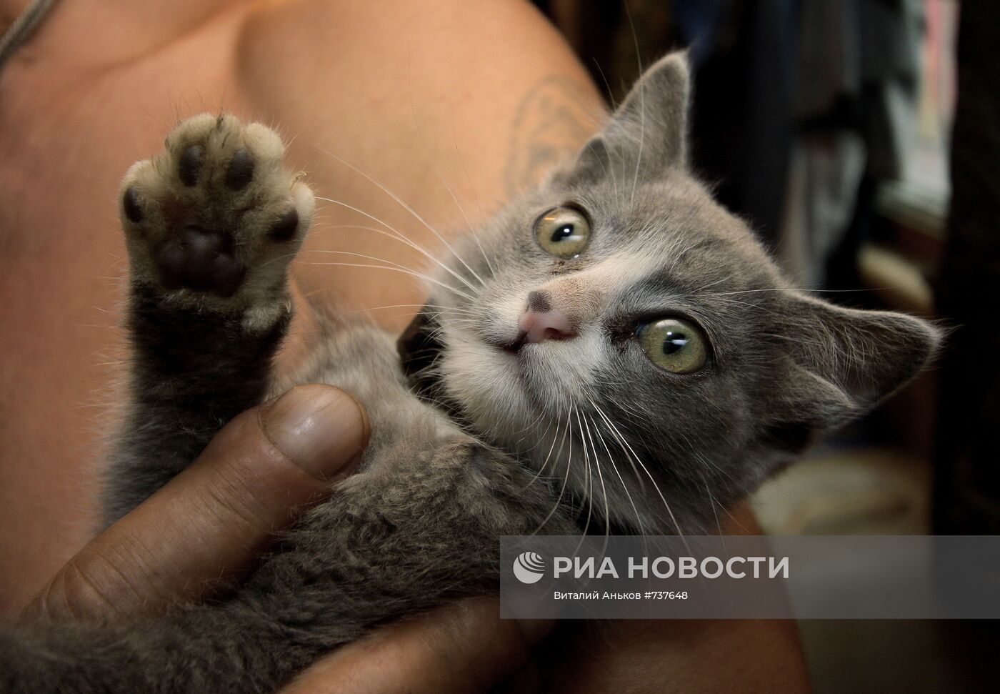 Котенок с четырьмя ушами по кличке Лунтик во Владивостоке