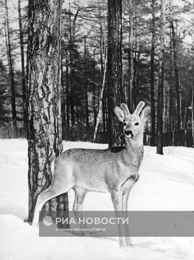 Сибирская косуля