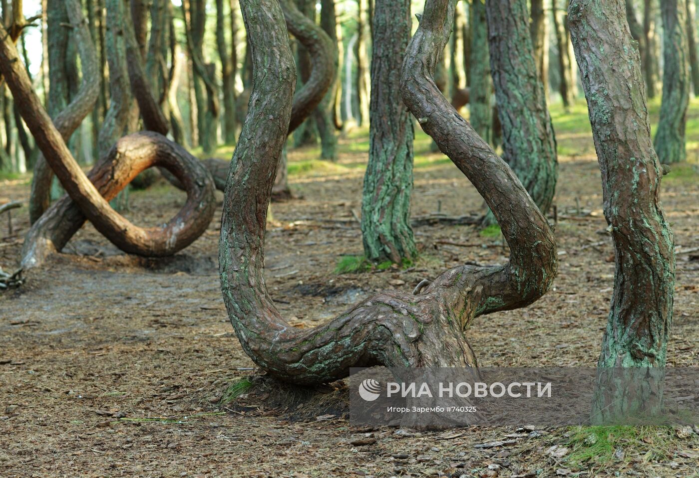 "Танцующий лес" на Куршской косе