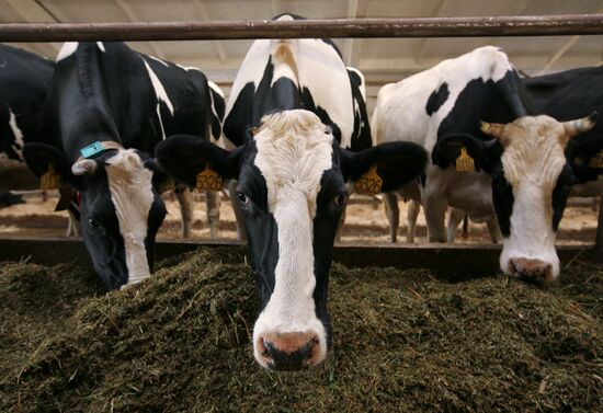 Молочная ферма группы компаний "Сибирский аграрный холдинг"