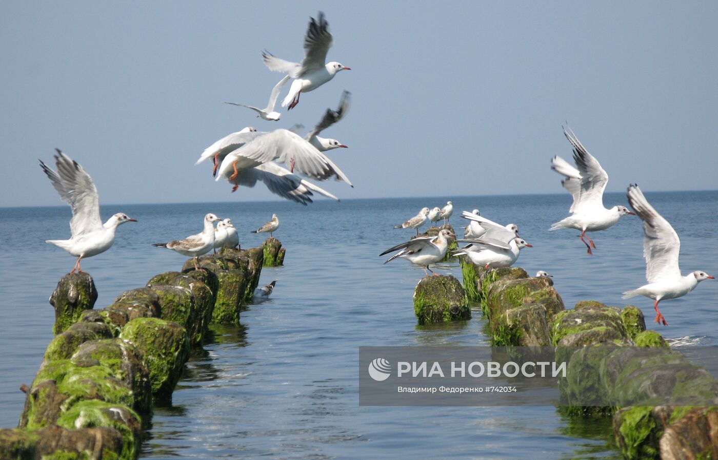 Чайки на Балтийском побережье