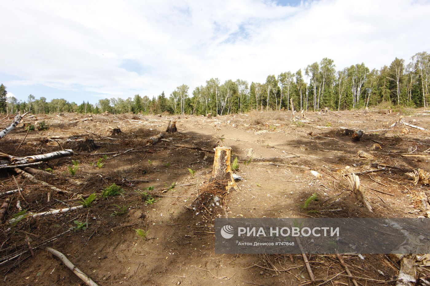 Строительство автодороги через Химкинский лес приостановлено