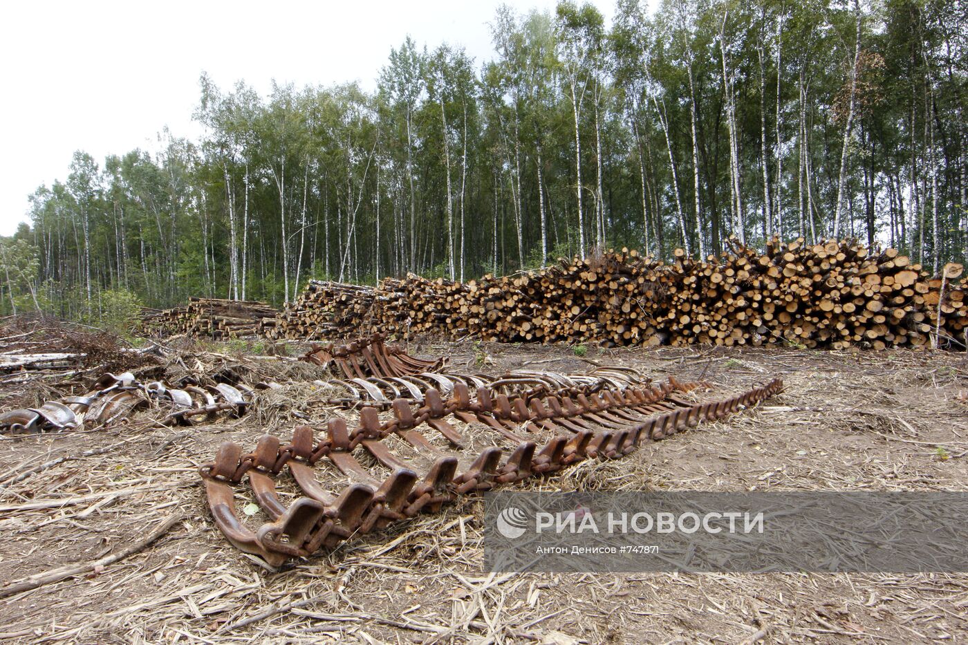 Строительство автодороги через Химкинский лес приостановлено