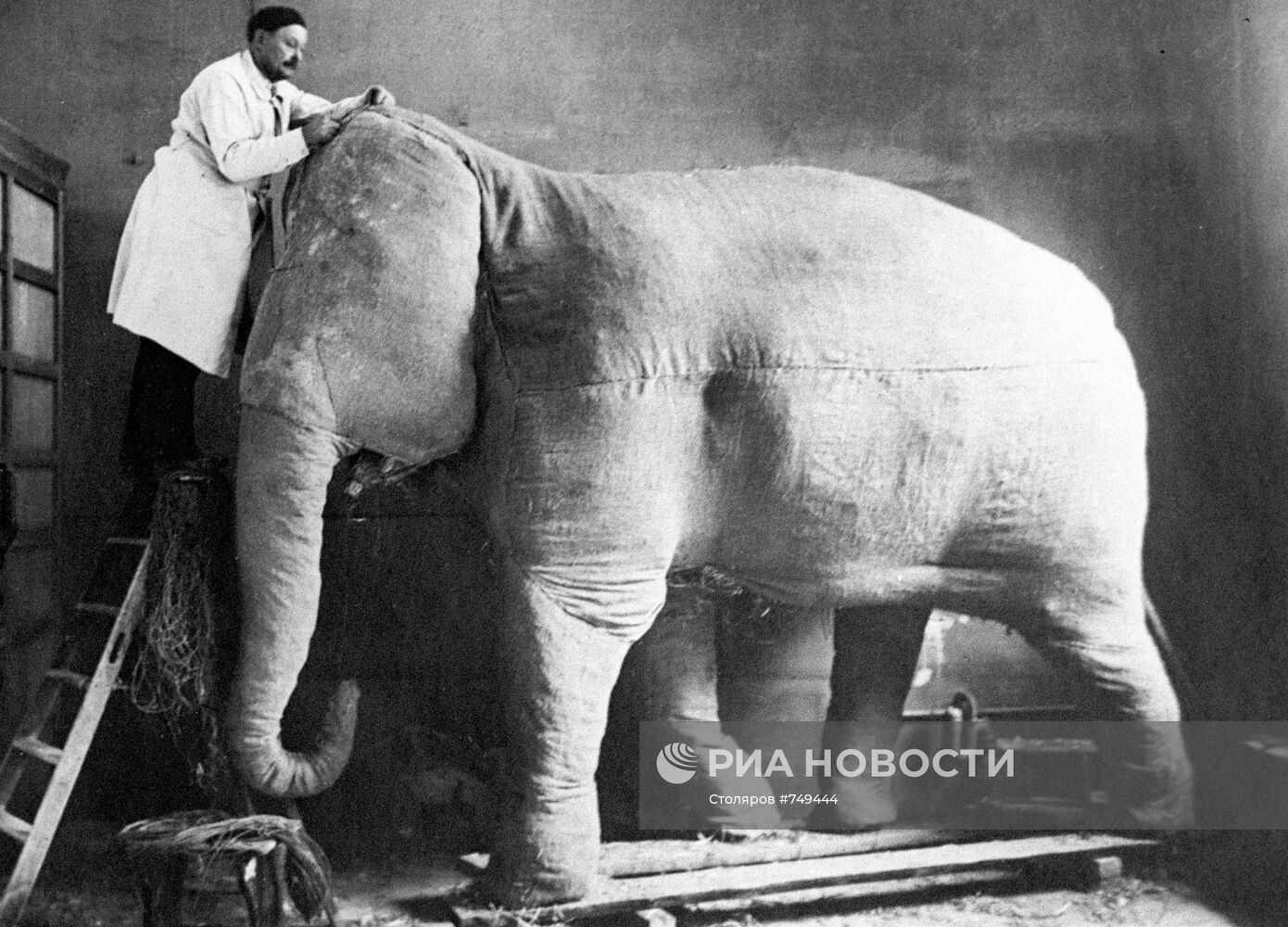 Процесс изготовления чучел - будущих экспонатов музея