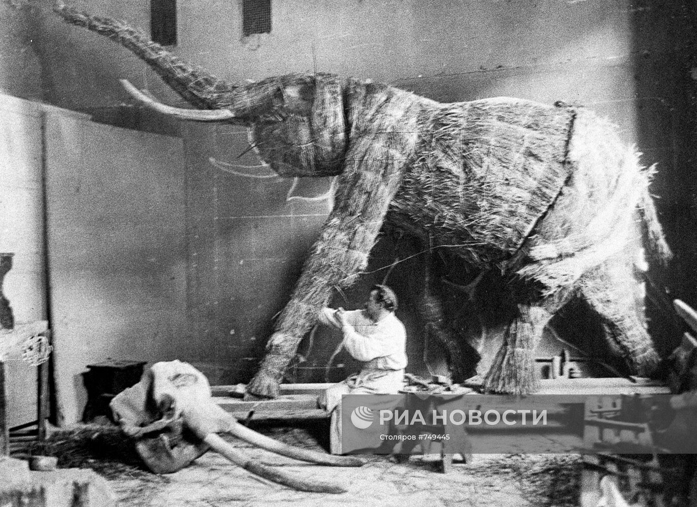 Процесс изготовления чучел - будущих экспонатов музея