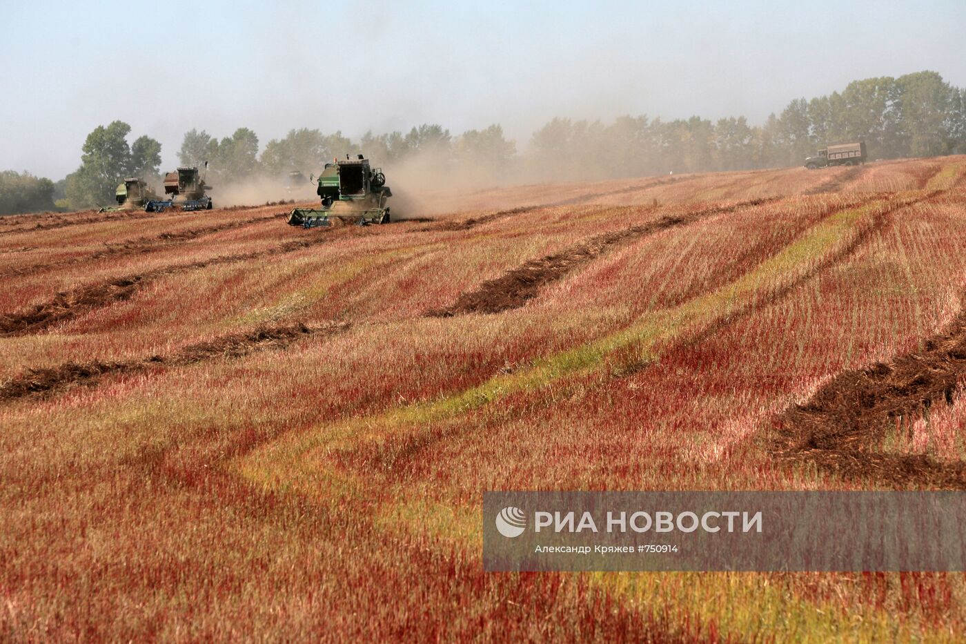 Уборка урожая гречихи в Алтайском крае