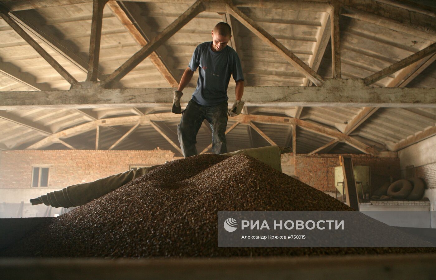 Уборка урожая гречихи в Алтайском крае