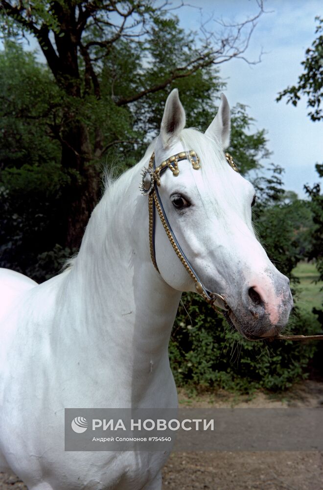 Арабский скакун по кличке Асуан