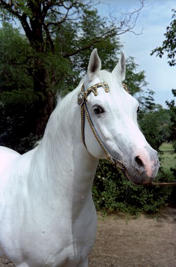 Арабский скакун по кличке Асуан