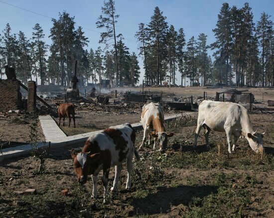 Пожары в Алтайском крае