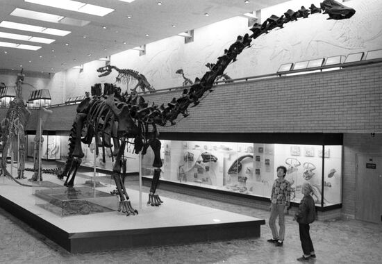 Скелет завропода