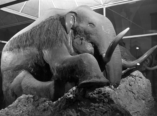 Чучело мамонта