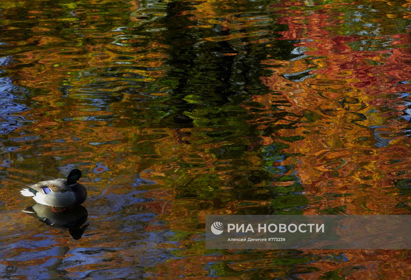 Золотая осень