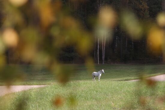 Золотая осень