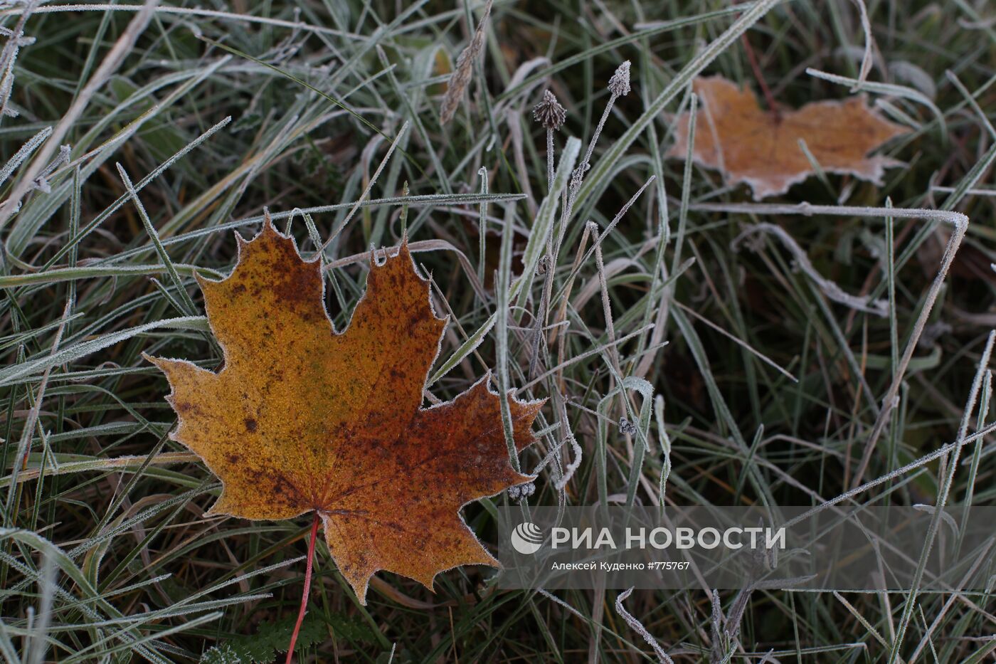 Золотая осень