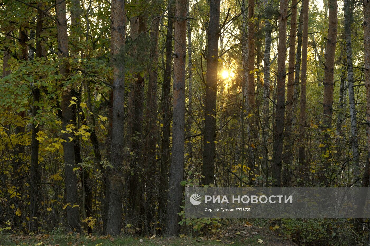 Золотая осень