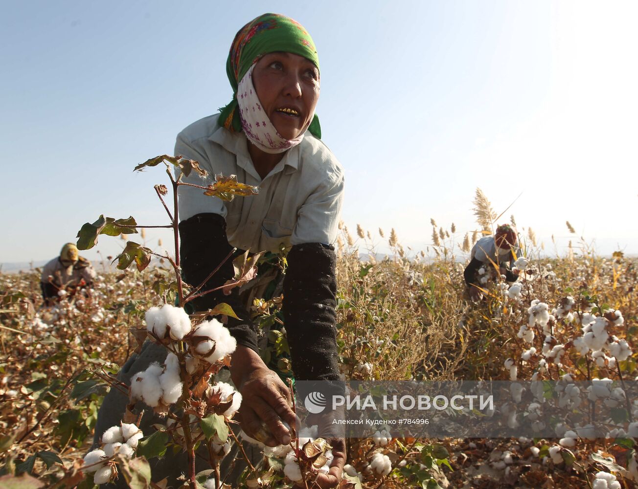 Сбор хлопка в окрестностях Ахшабада