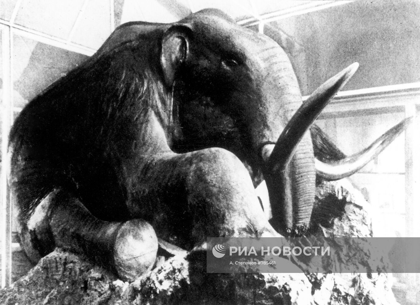 Чучело Березовского мамонта