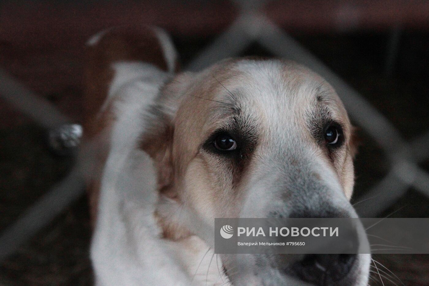 Бездомная собака