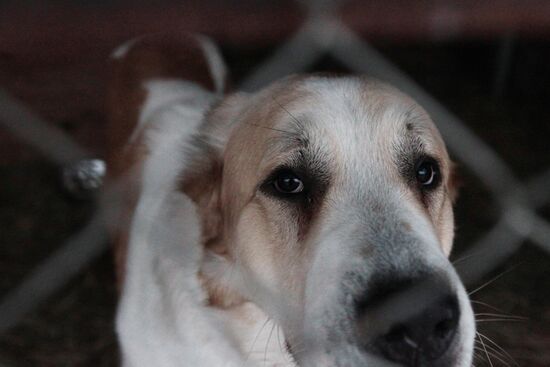 Бездомная собака