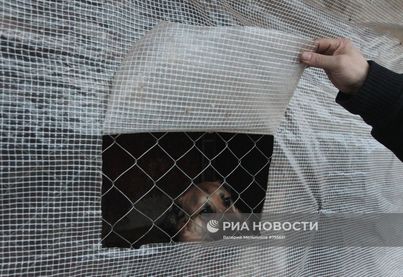 Приют для собак "В добрые руки" в Московской области