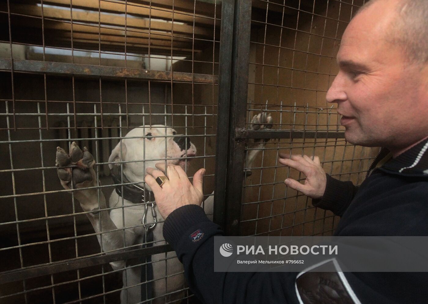 Приют для собак "В добрые руки" в Московской области