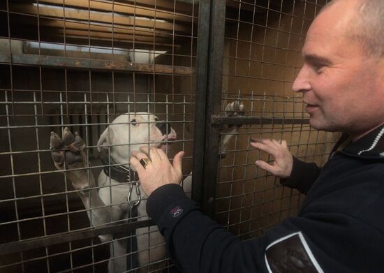 Приют для собак "В добрые руки" в Московской области
