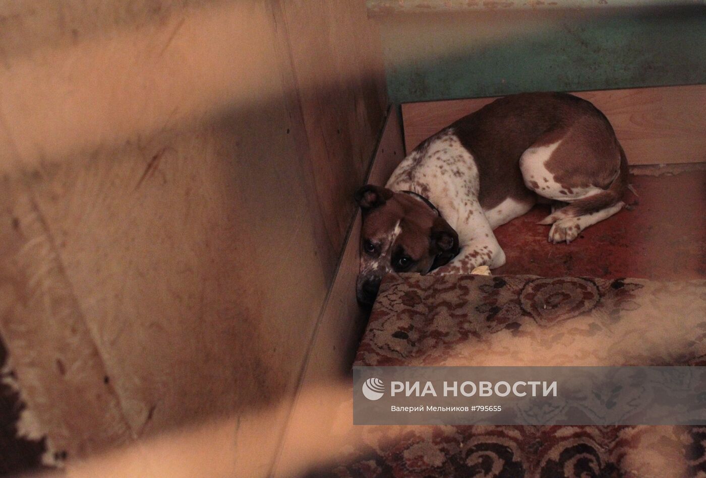 Бездомная собака