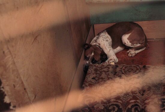 Бездомная собака