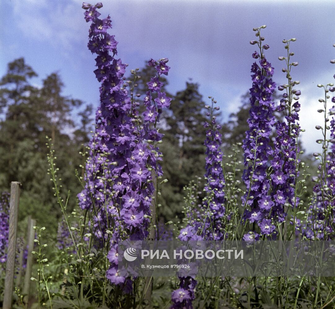 Фиолетовые цветы. Сорт "Калифорния"