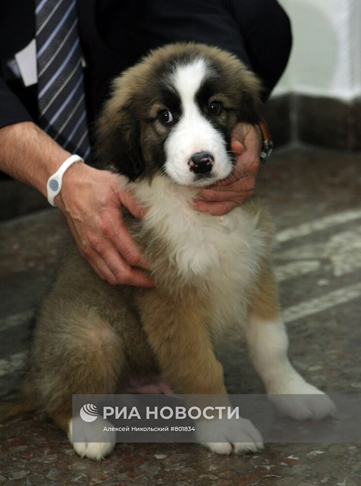 Болгарский премьер-министр подарил щенка Владимиру Путину
