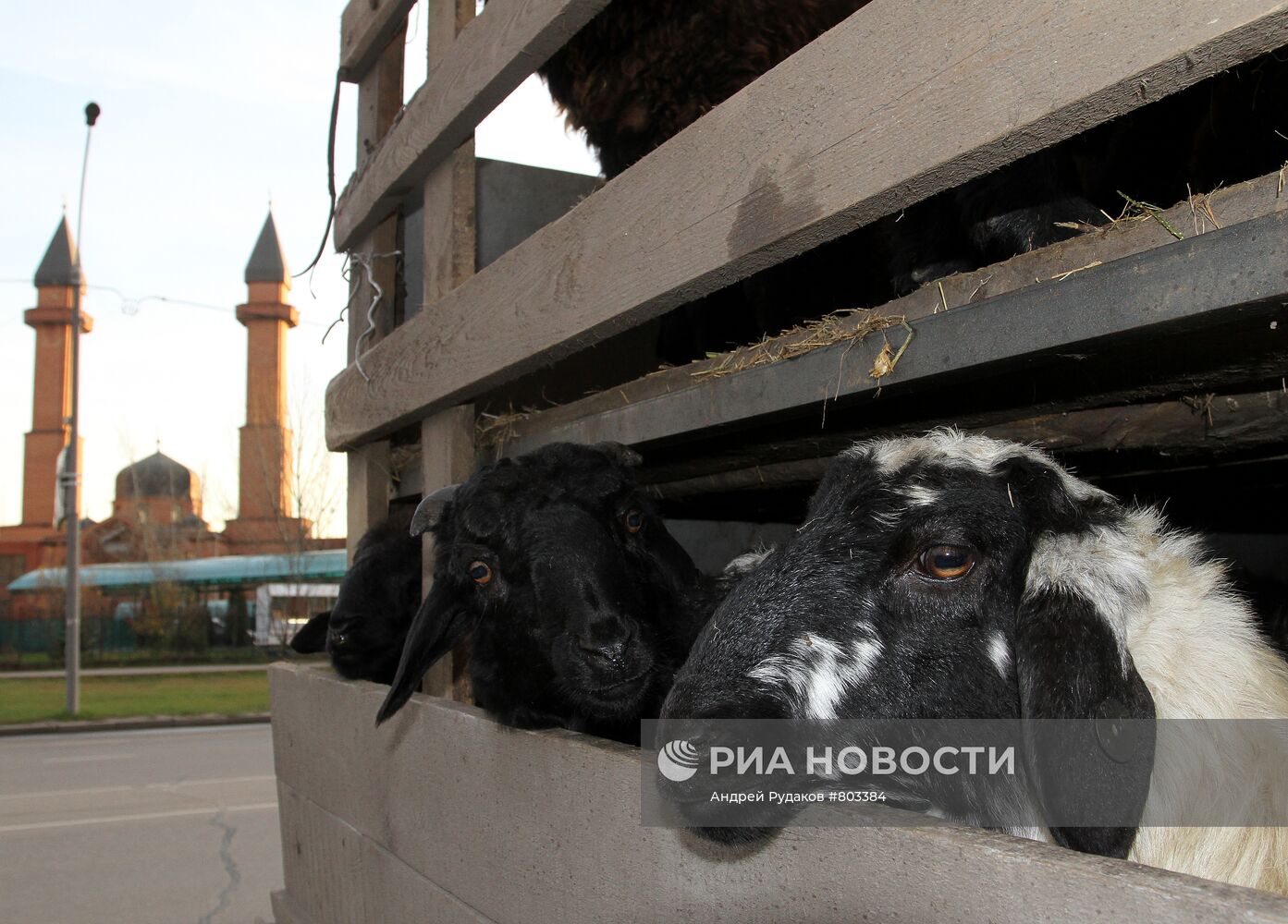 Бараны, предназначенные для продажи