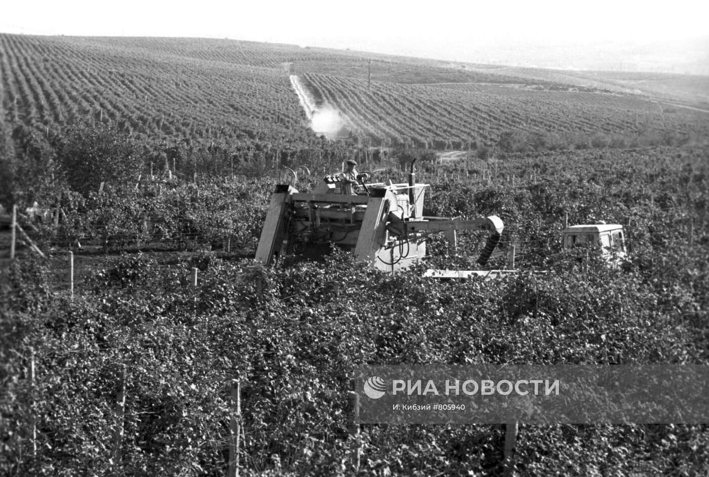Виноградные плантации