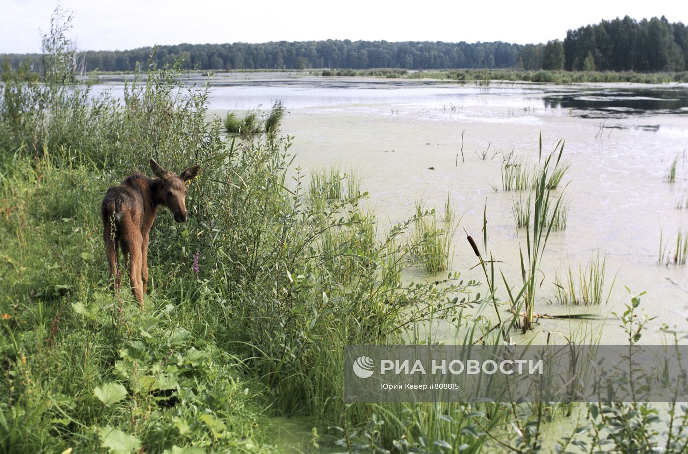 Национальный парк "Лосиный остров"