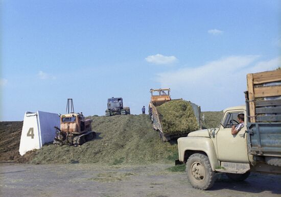 Трамбовка сенажа в траншеях