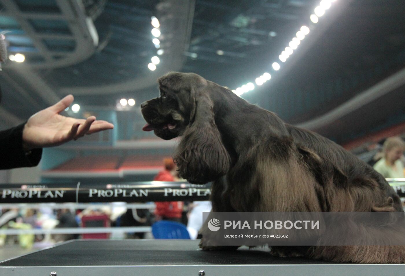 Международная выставка собак всех пород "Кубок Мэра-2010"