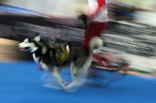 Международная выставка собак всех пород "Кубок Мэра-2010"