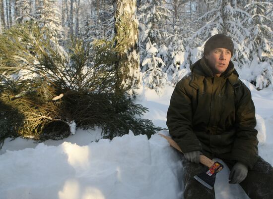 Заготовка новогодних елок в новосибирском лесничестве