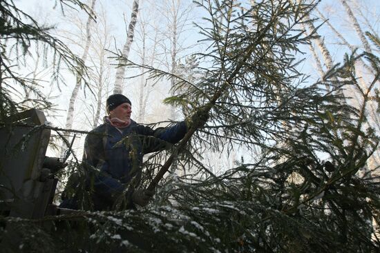 Заготовка новогодних елок в новосибирском лесничестве