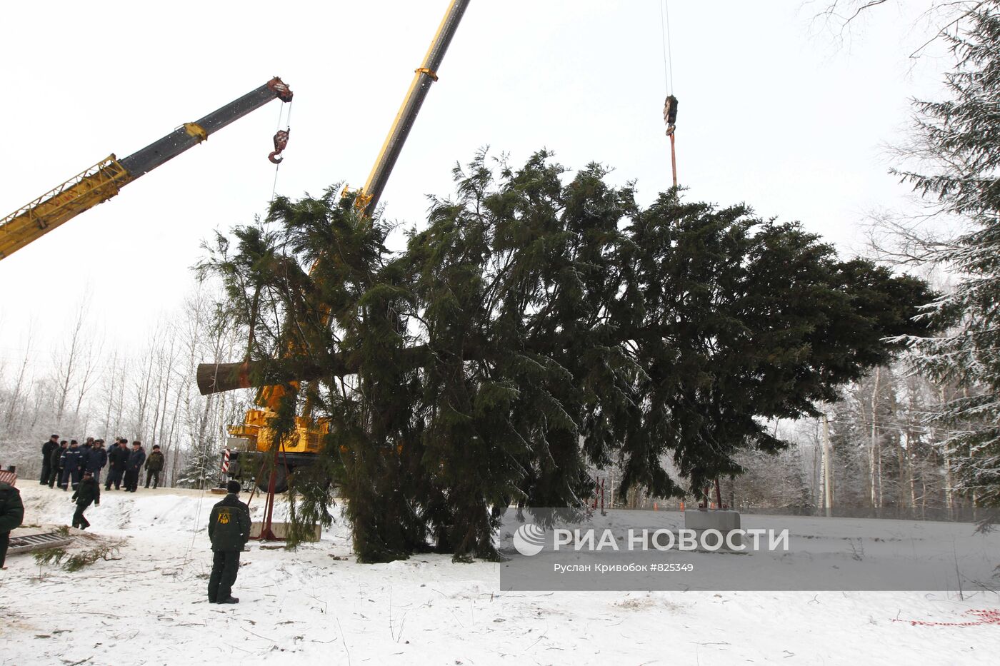 Рубка главной новогодней елки России