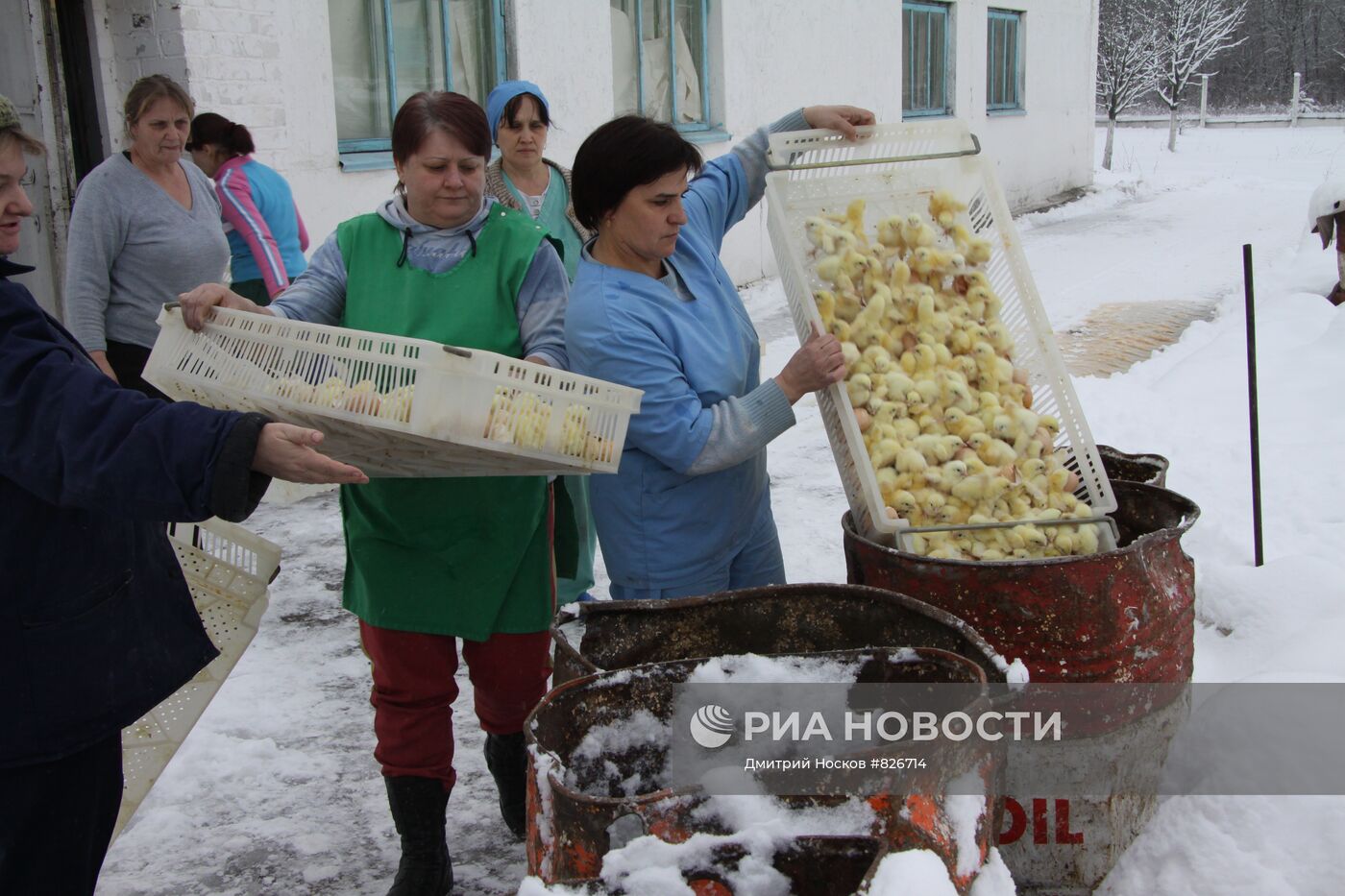 Уничтожение цыплят на птицефабрике "Красная поляна"