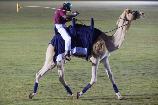 Поло на верблюдах