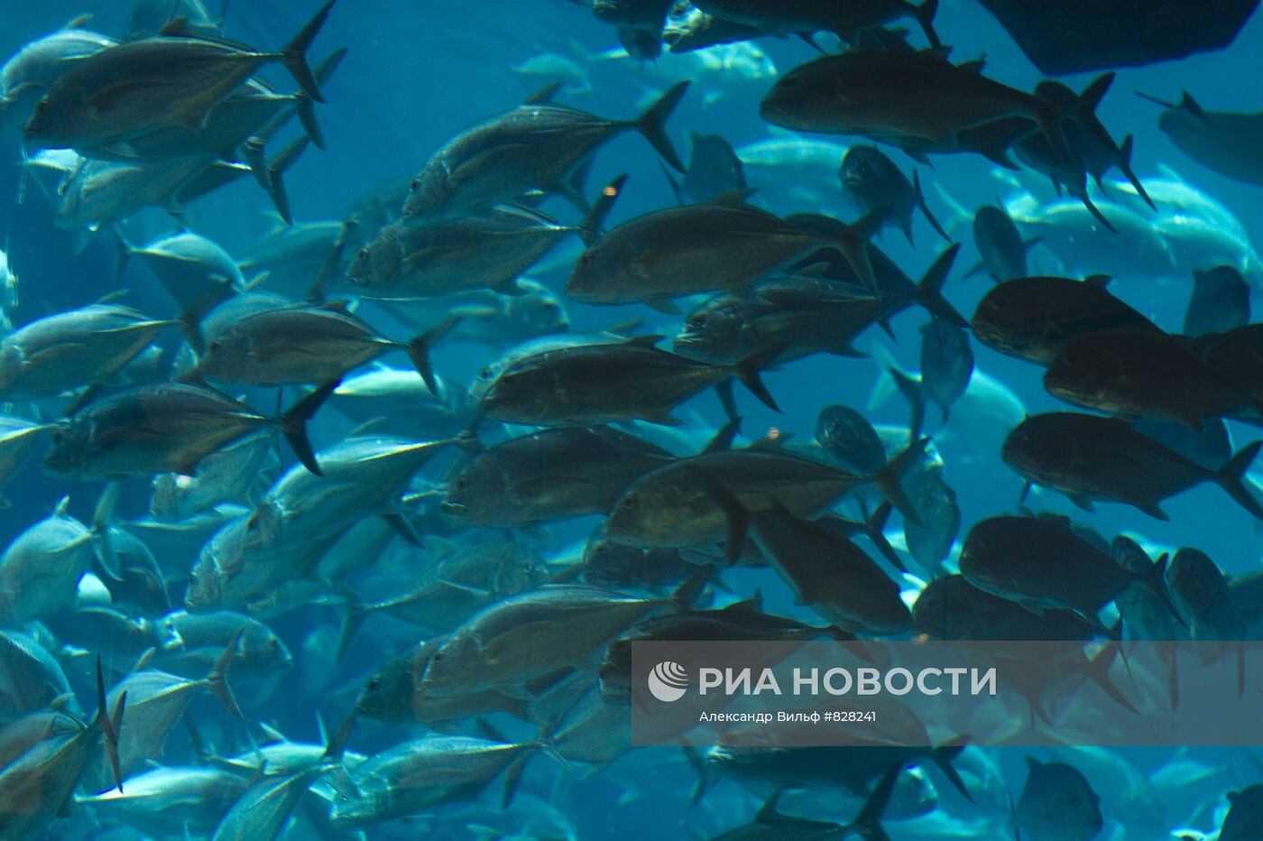 Аквариум в "Дубай Сити Молл"