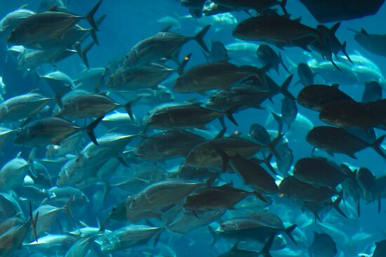 Аквариум в "Дубай Сити Молл"