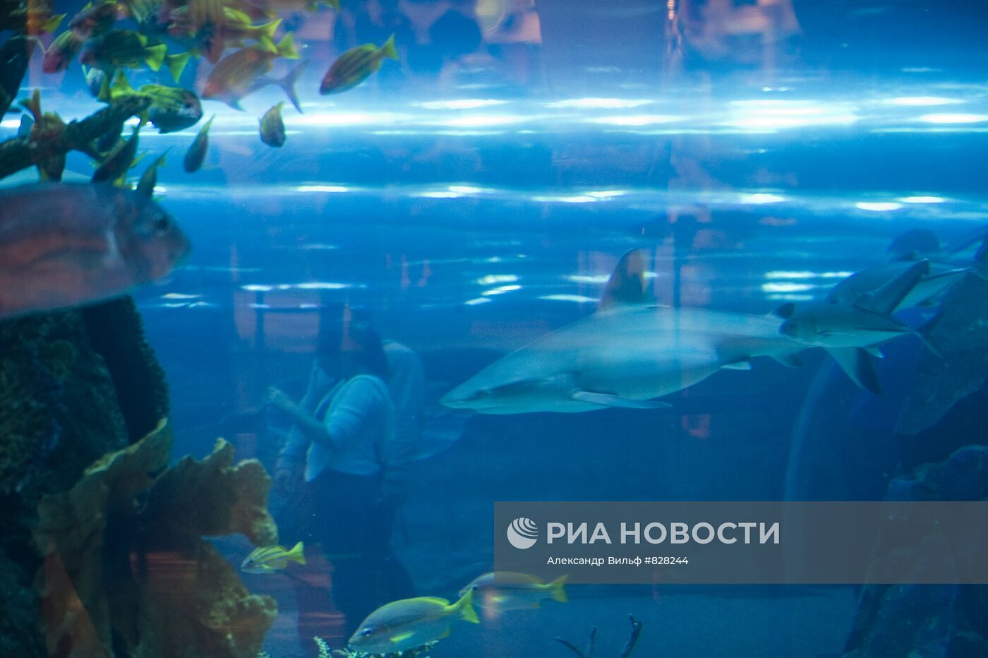 Аквариум в "Дубай Сити Молл"