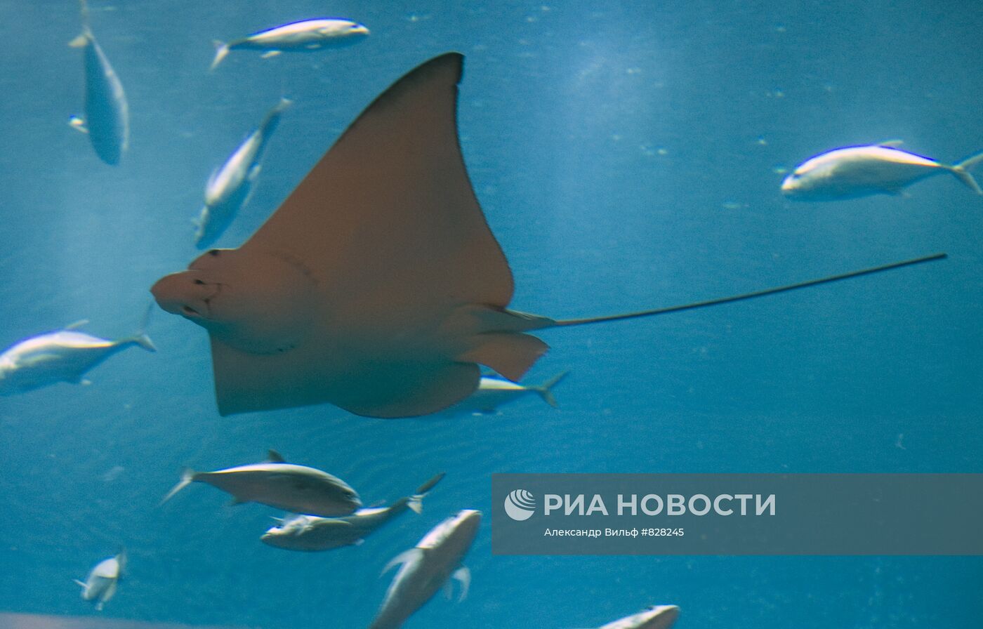 Аквариум в "Дубай Сити Молл"