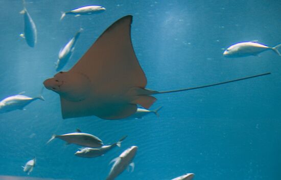 Аквариум в "Дубай Сити Молл"