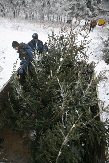 Заготовка новогодних елок в лесничестве