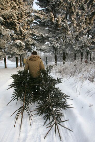 Заготовка новогодних елок в лесничестве